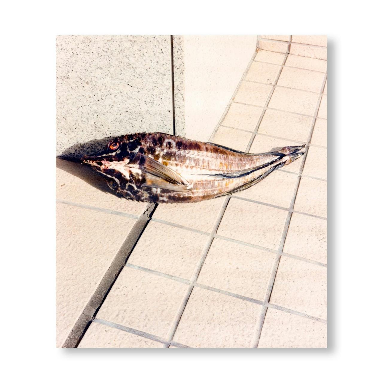 TOKYO FISHGRAPHS II [SPECIAL EDITION]