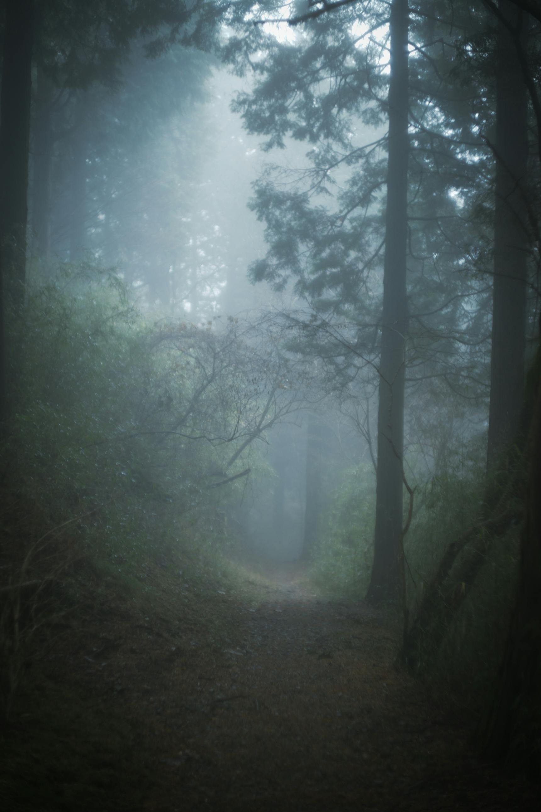 【額装】森への入口 / The Forest Gate