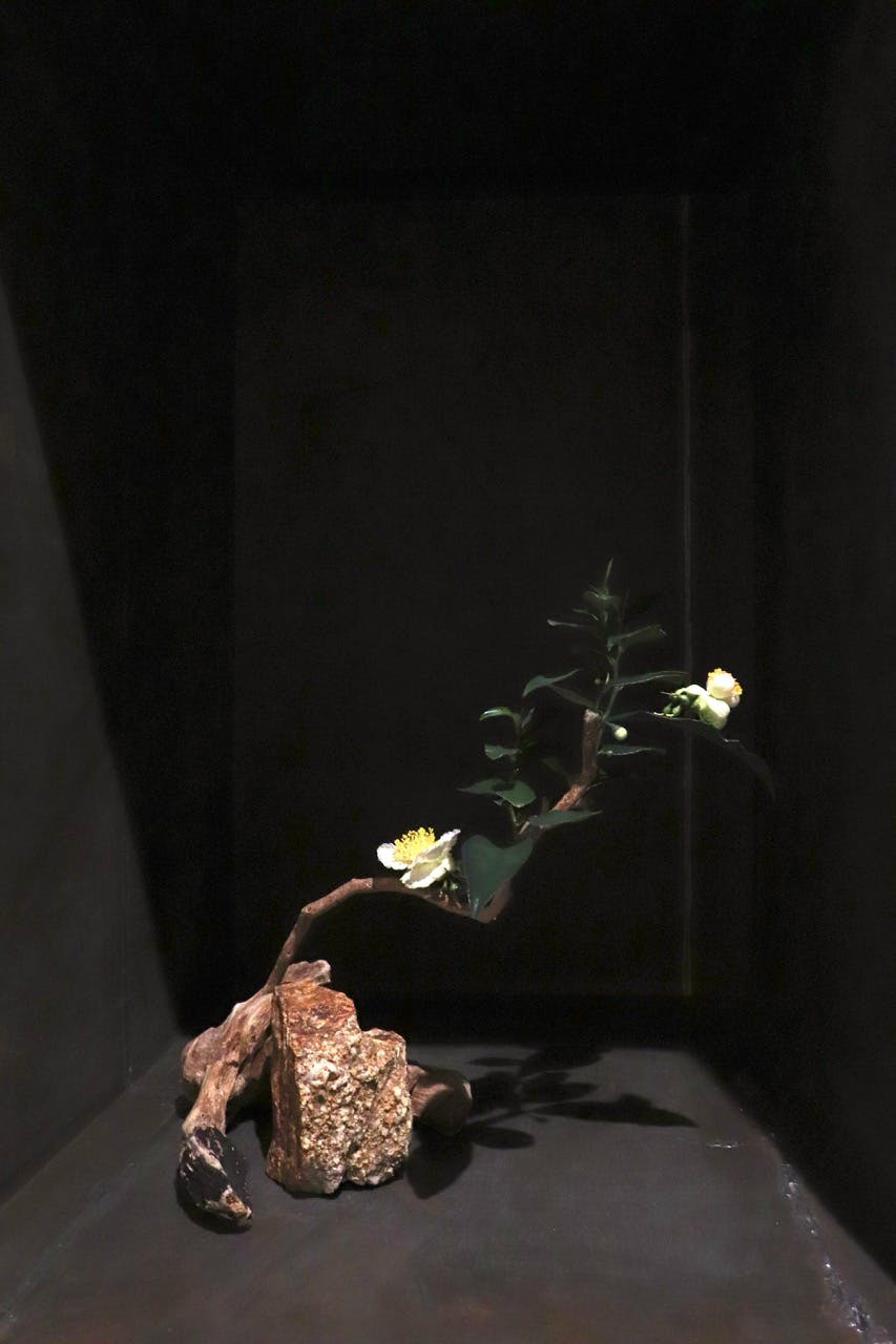 2025.3.22,Kyoto.Japan