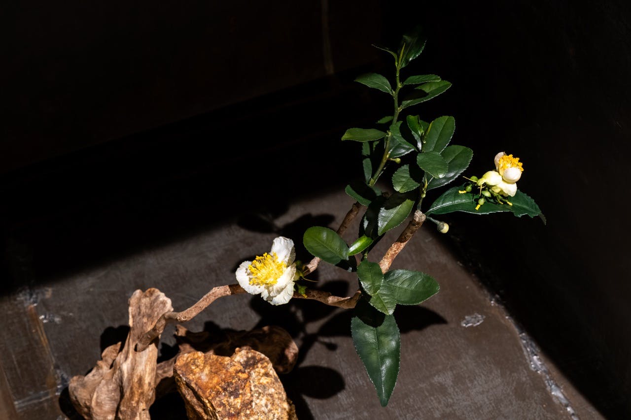 2025.3.22,Kyoto.Japan