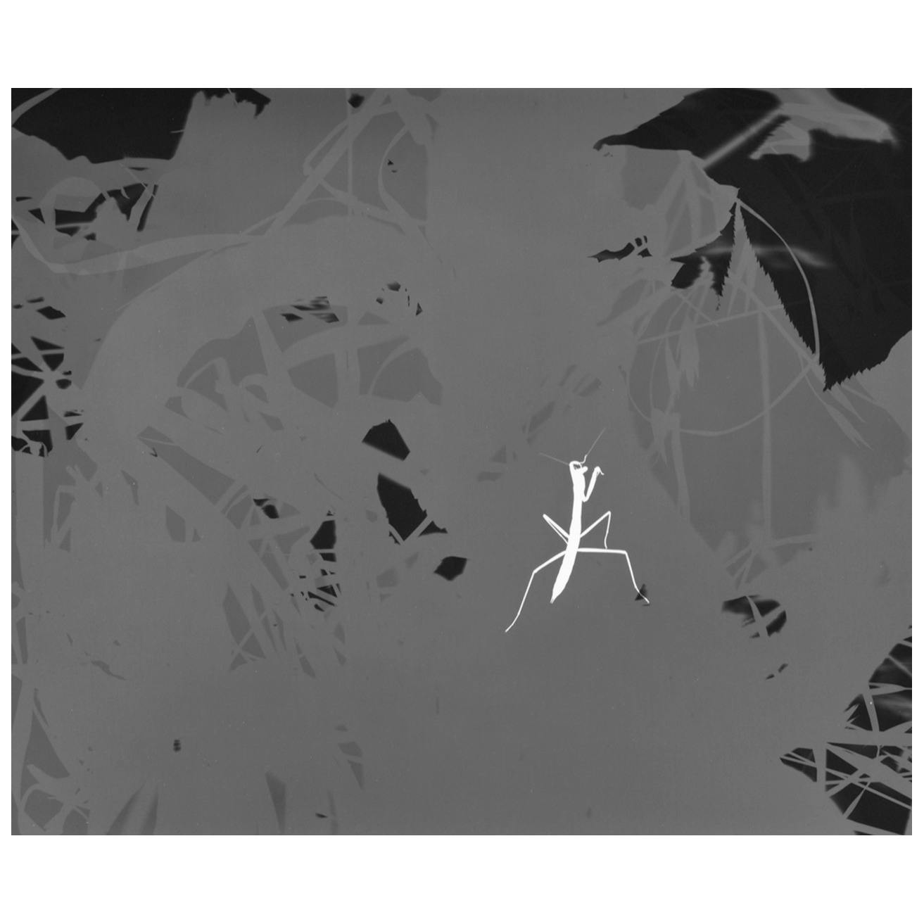 カマキリ #001