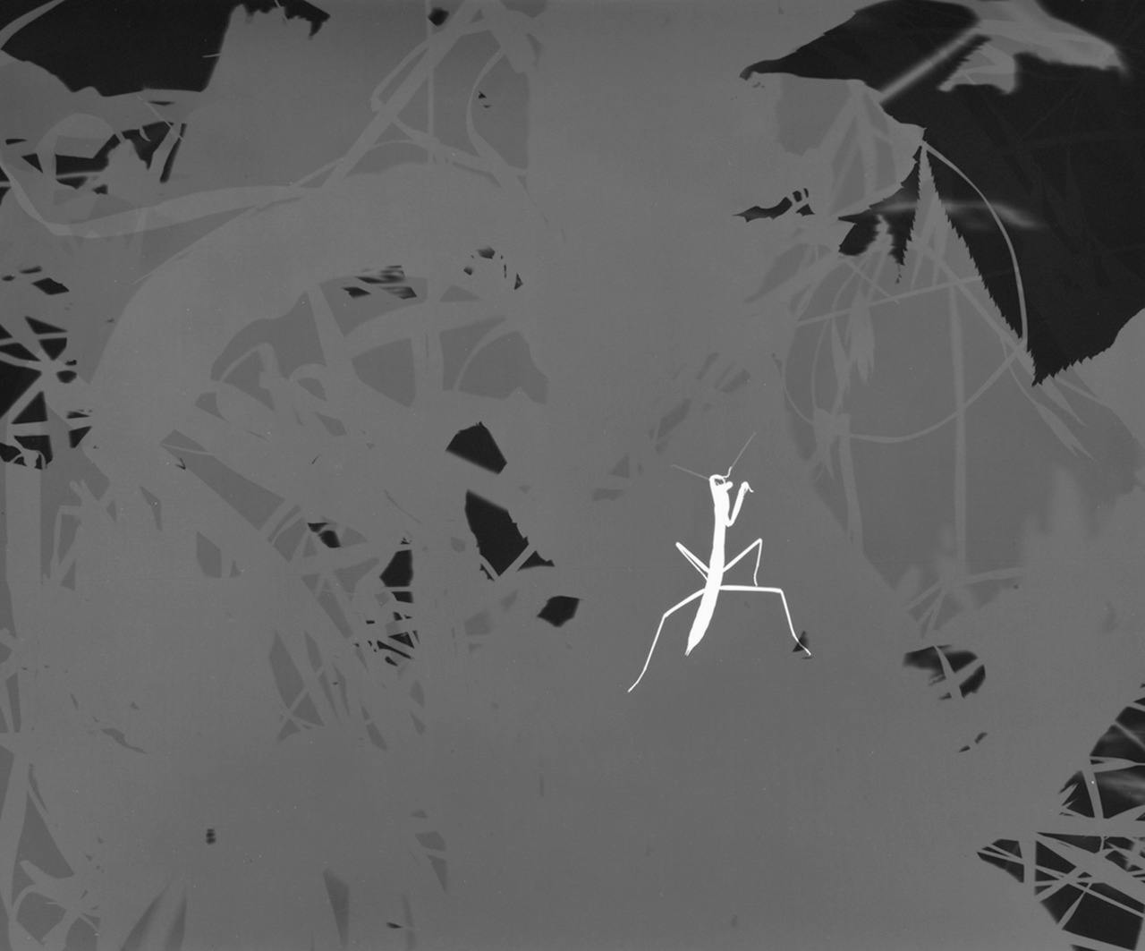 カマキリ #001