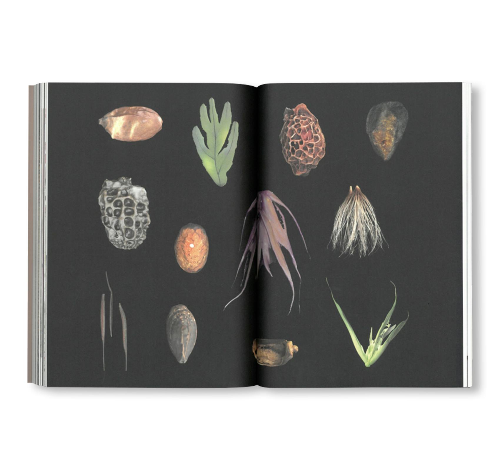 SEEDS - RECLAIMING ROOTS, SOWING FUTURES