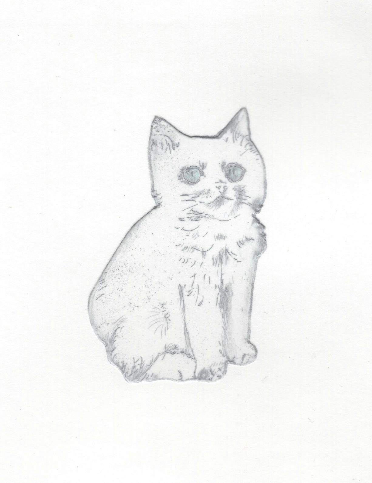 青目の子猫