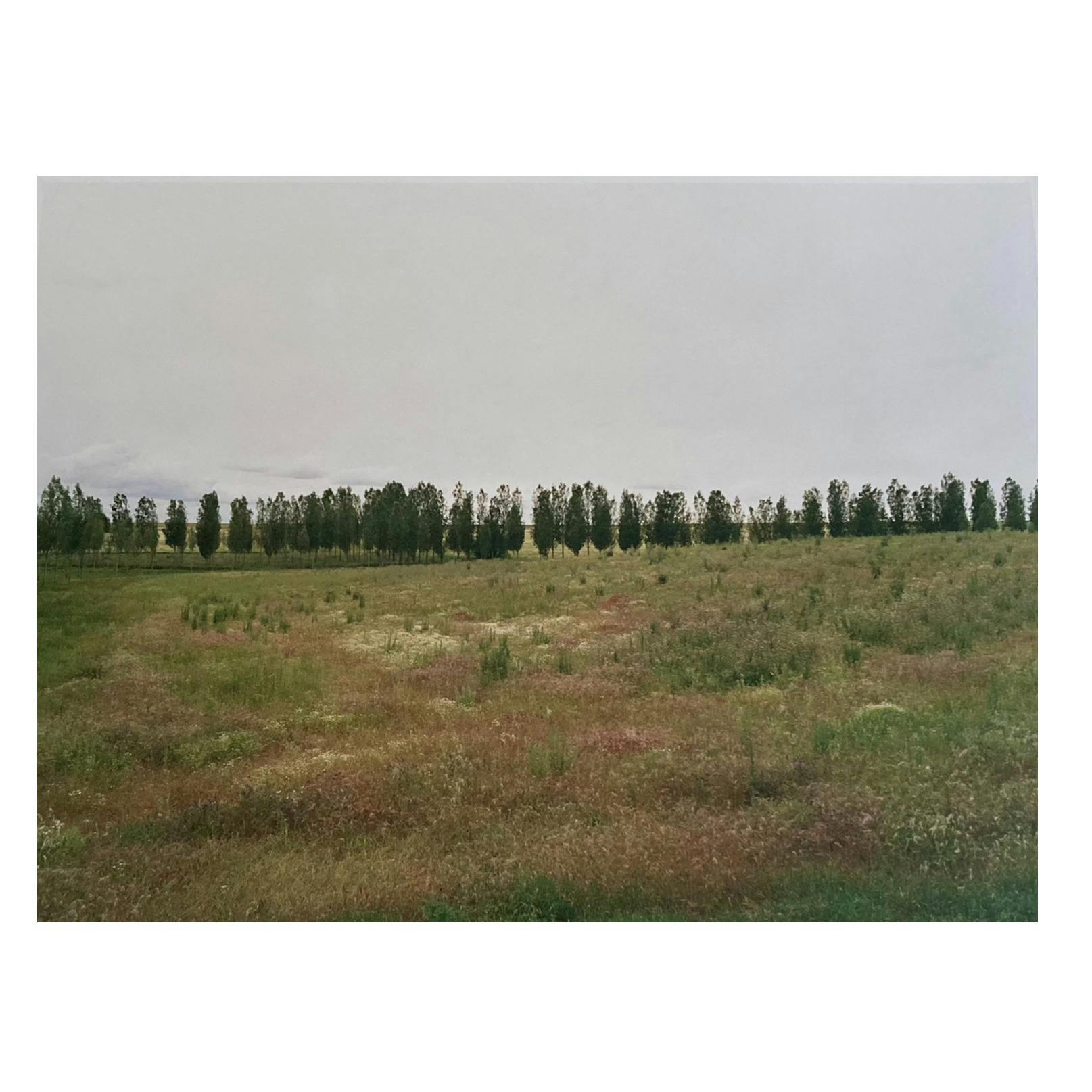 Ωα:カミーノ沿いの風景（木）