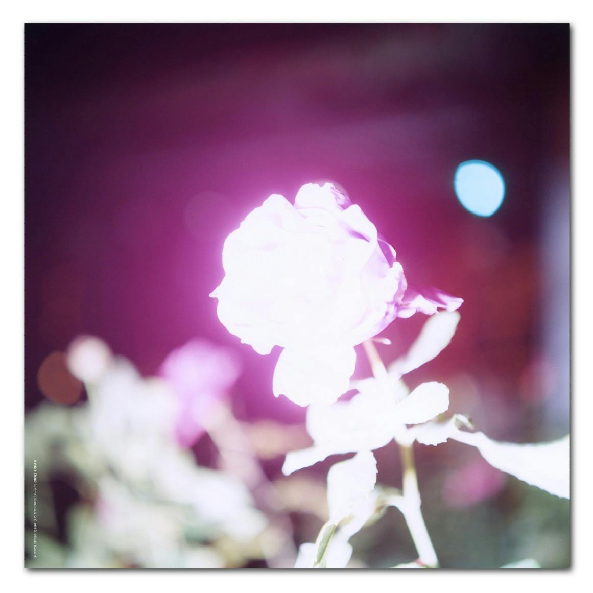 まなざしの奇跡展　スカーフ　川内倫子　Rinko Kawauchi