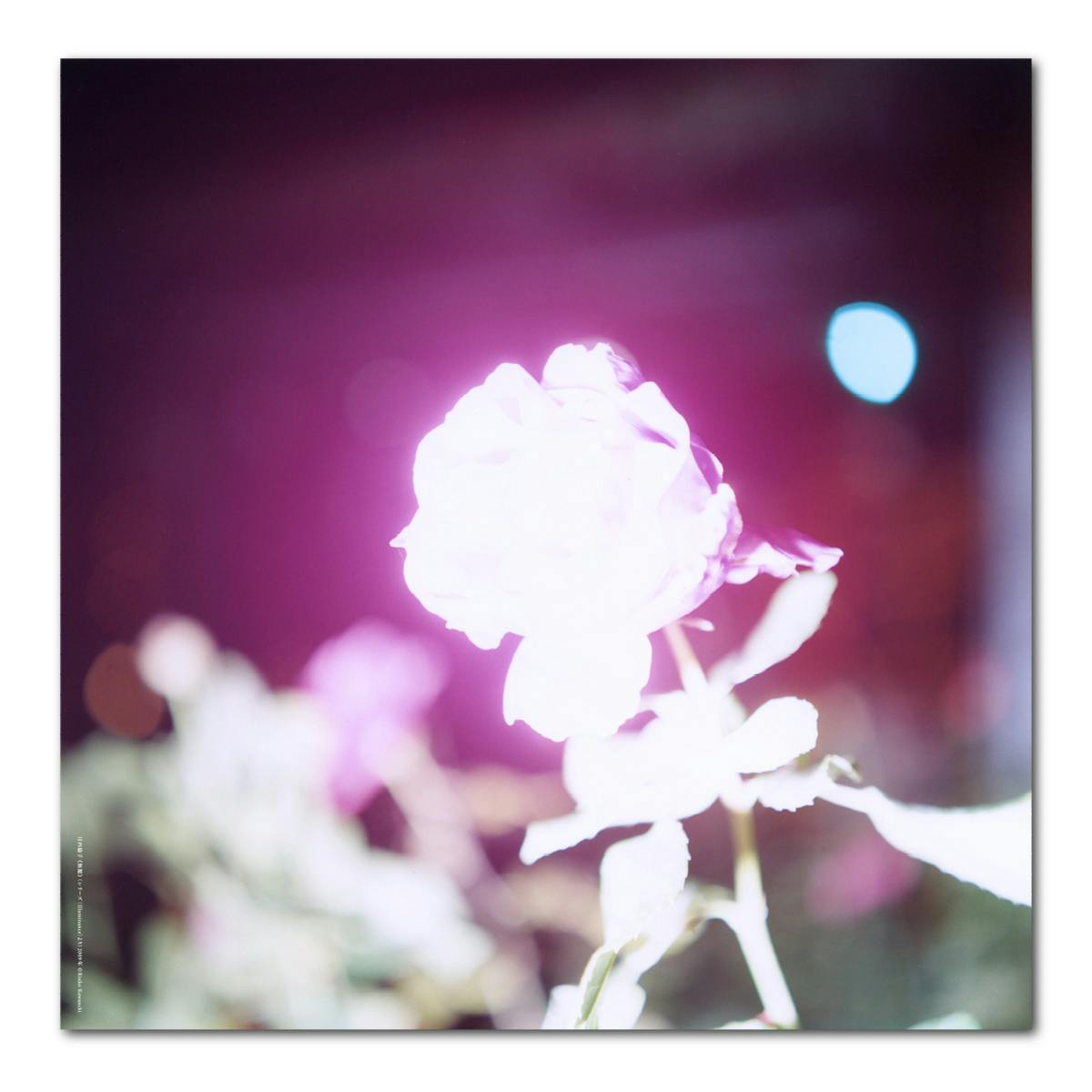 まなざしの奇跡展　スカーフ　川内倫子　Rinko Kawauchi