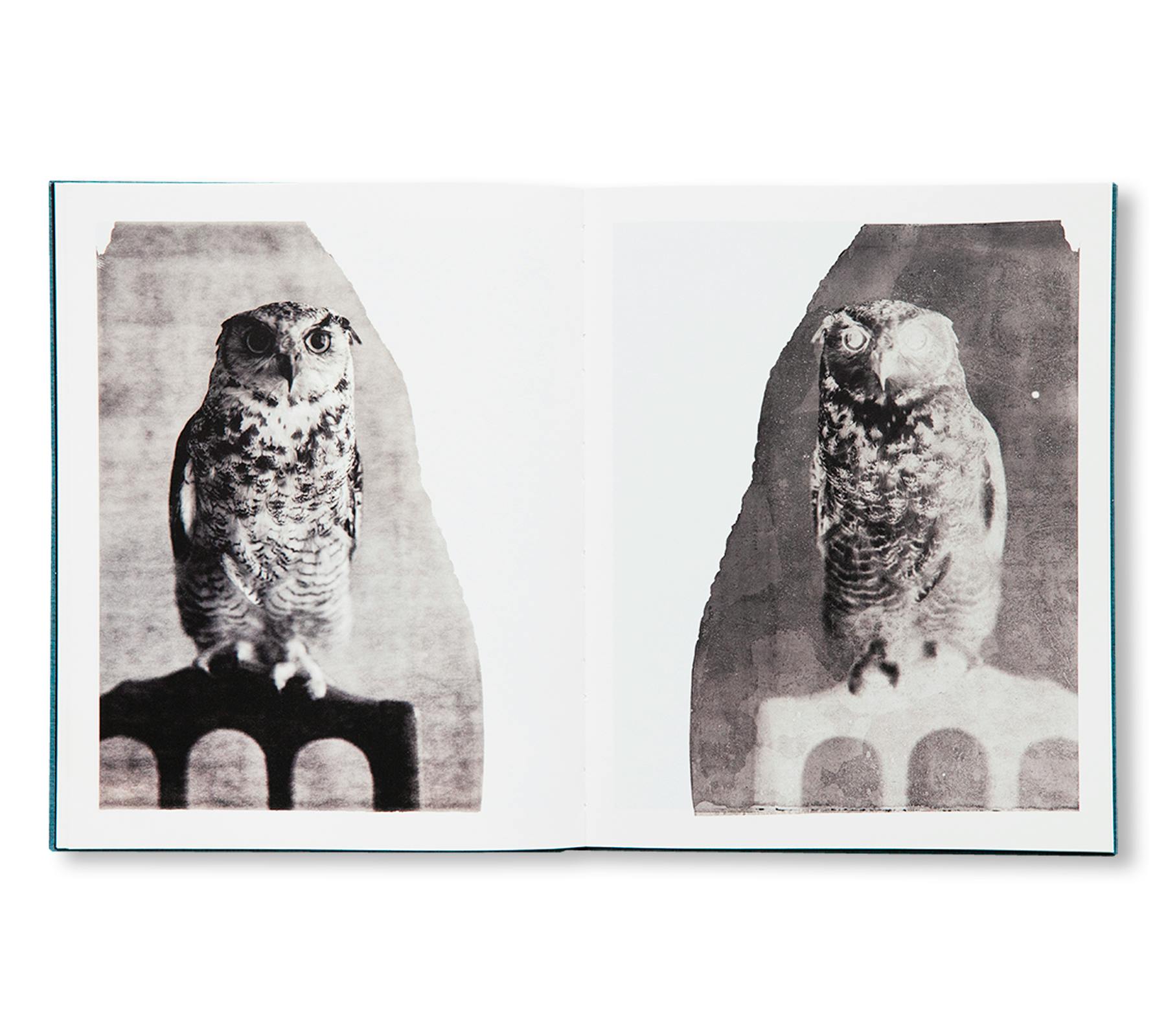 DES OISEAUX - PAOLO ROVERSI