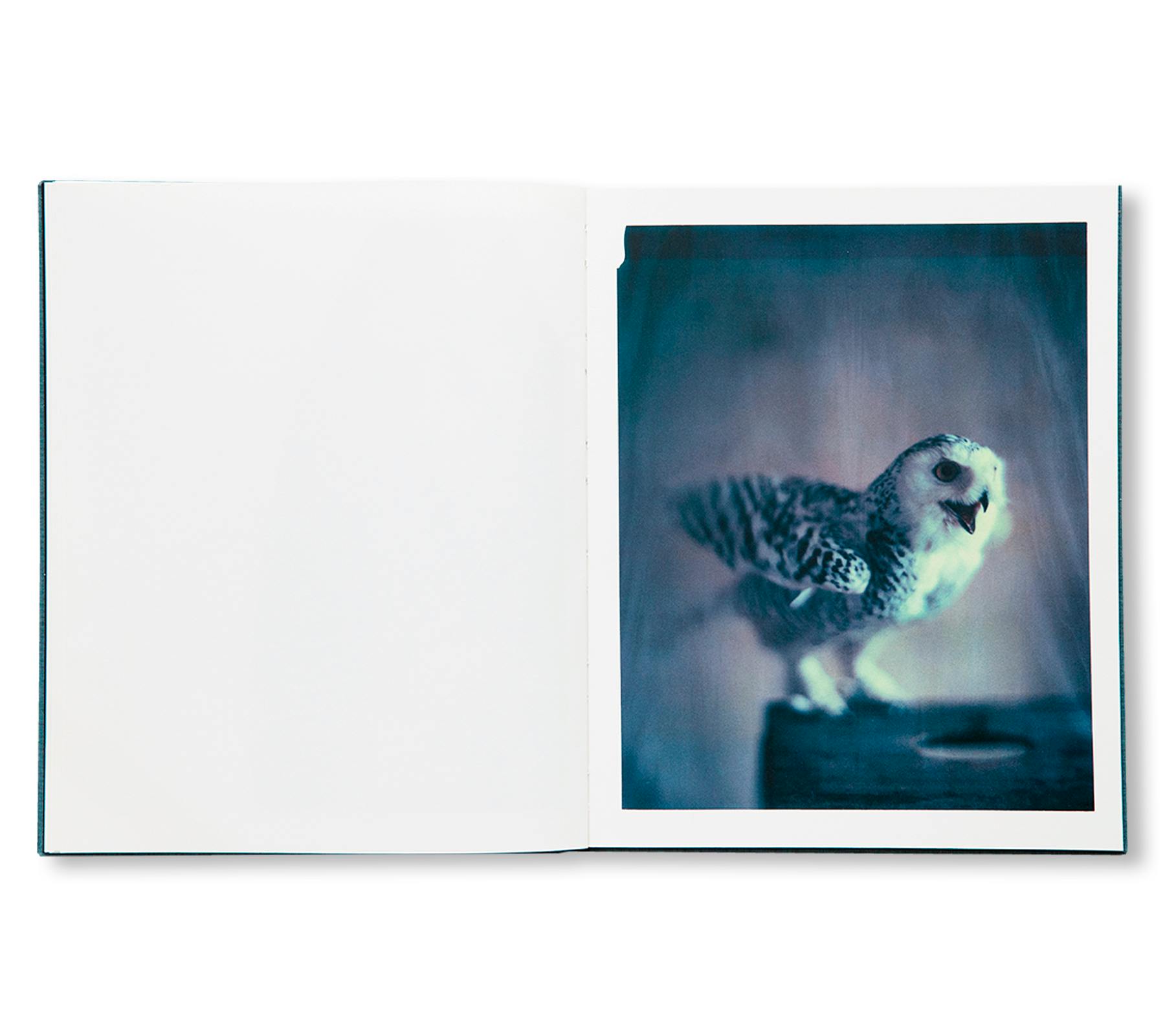 DES OISEAUX - PAOLO ROVERSI