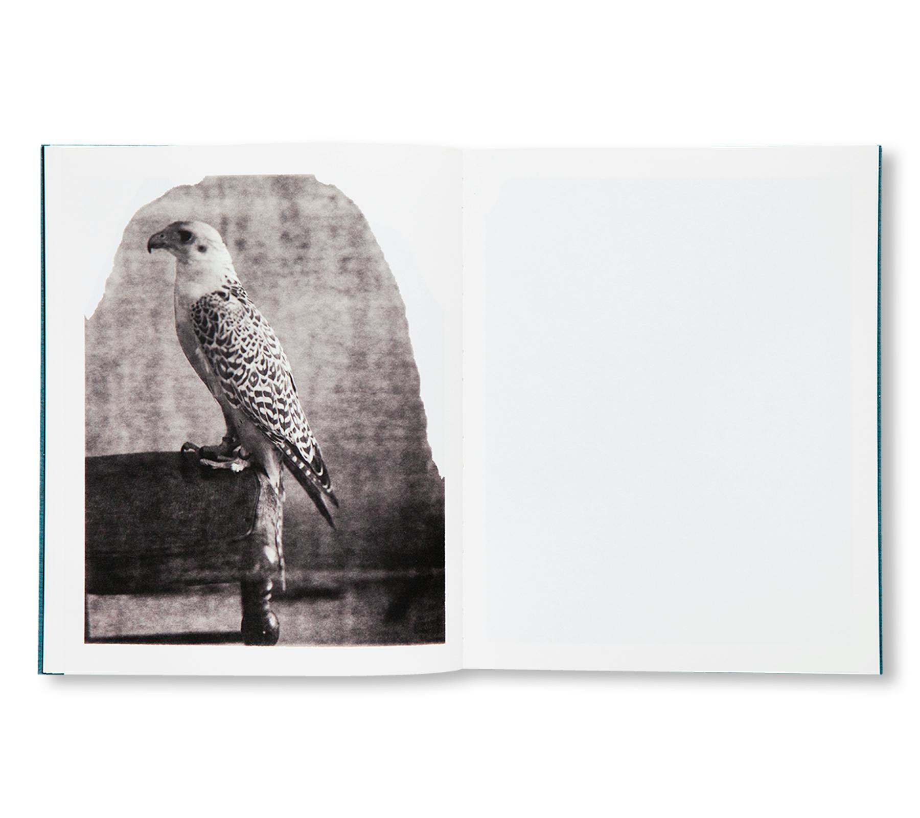 DES OISEAUX - PAOLO ROVERSI